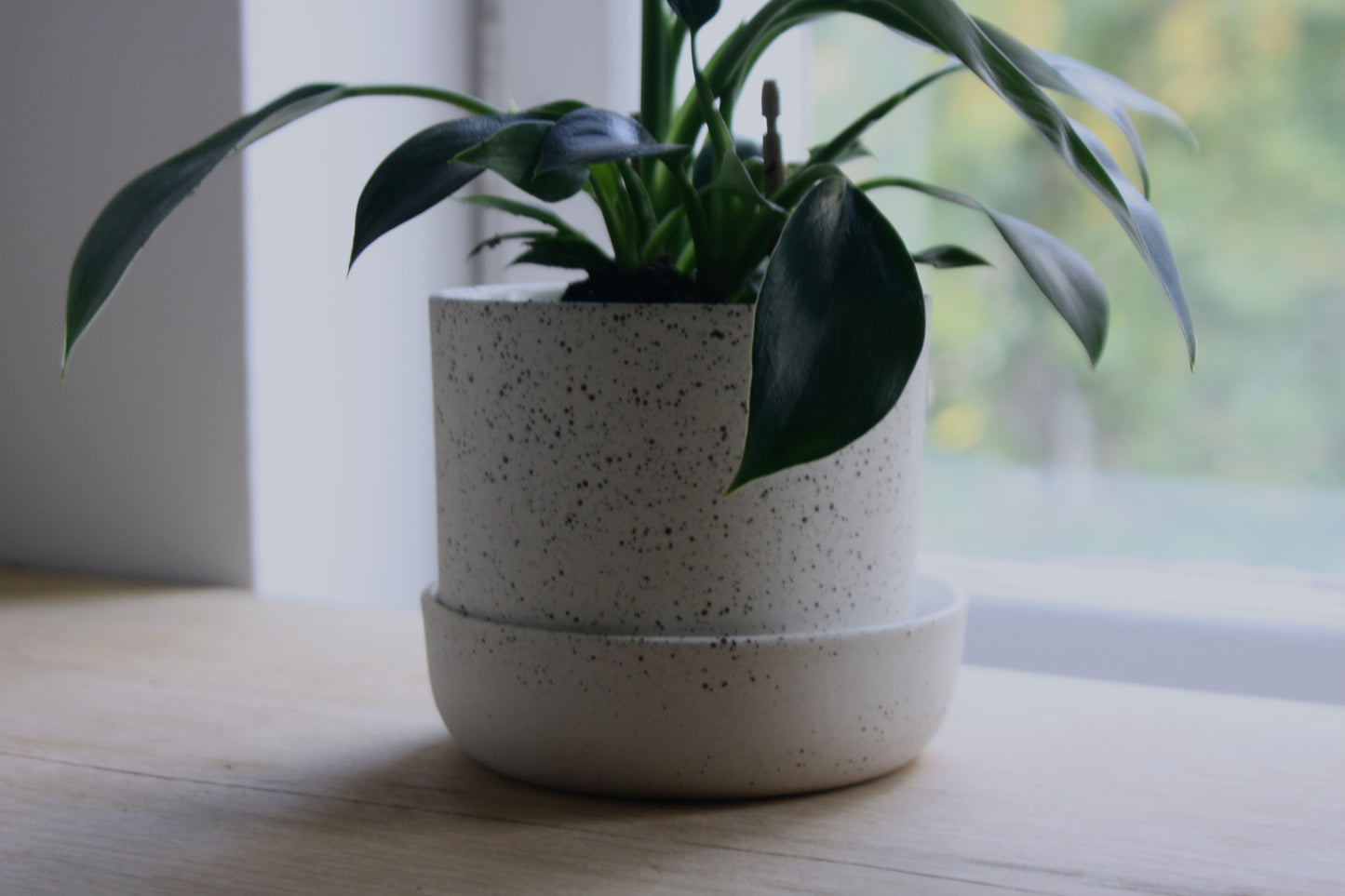 Plant Pot w/Saucer, Dots
