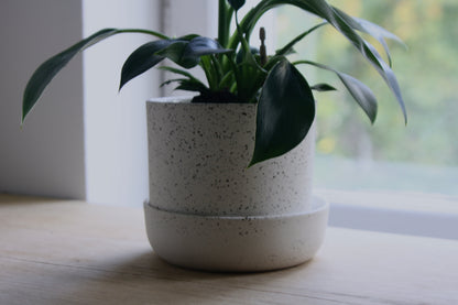 Plant Pot w/Saucer, Dots